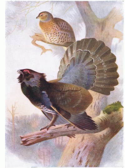 Capercaillie by Archibald Thorburn
